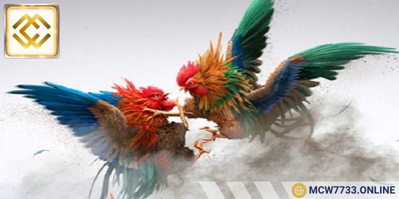 Một số điểm nổi bật nhất của đá gà CPC1 là gì?
