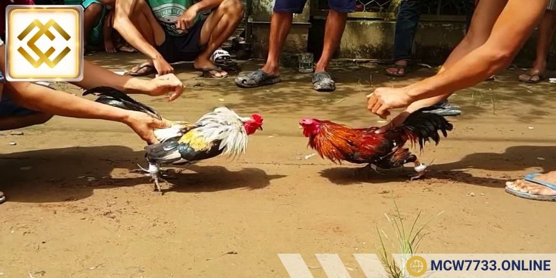 Một số điểm nổi bật nhất của đá gà
