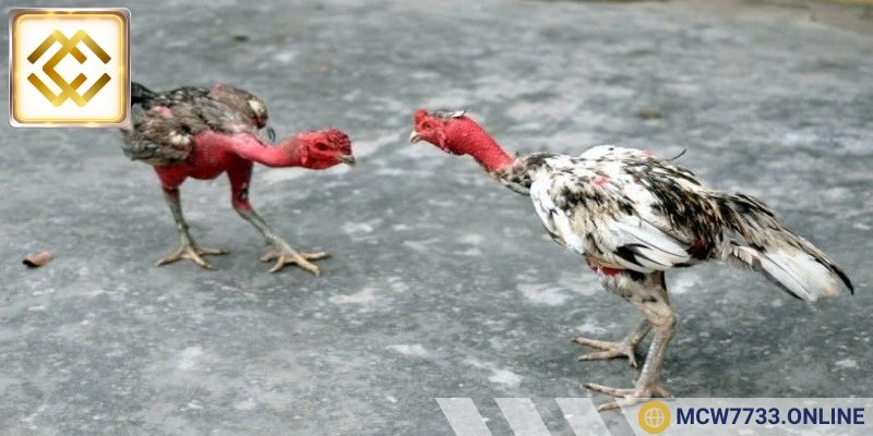 Quy mô đấu trường lớn và hiện đại