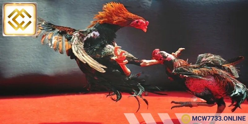 Thông tin chung về đá gà CPC1 là gì?