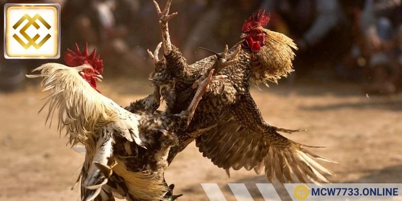 Tổ chức chuyên nghiệp với sự đầu tư bài bản